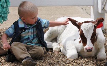 A little boy sitting on the ground petting a white calf with brown spots 