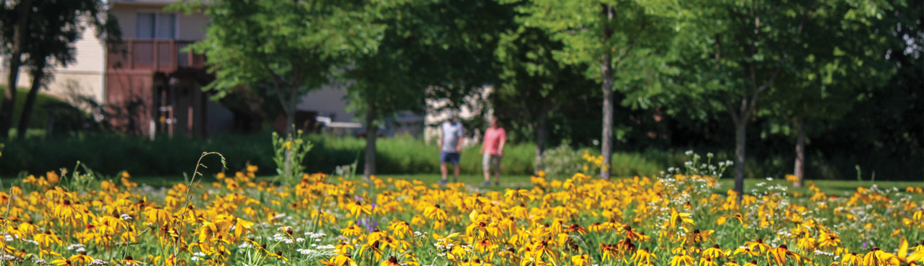 Pollinator habitat in the foreground with people walking in the background