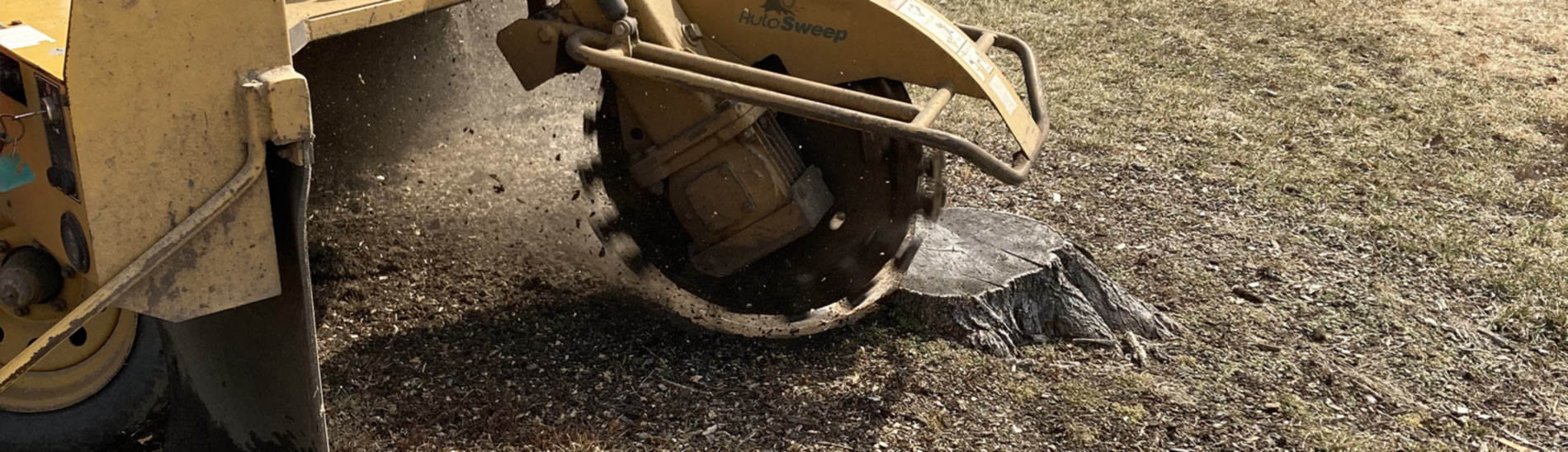 A grinder chips away at a tree stump in the public right-of-way.