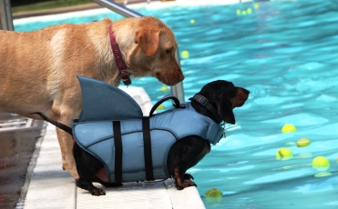 A yellow lab and a dachshund dressed in a shark costume look at tennis balls floating in Bever Pool
